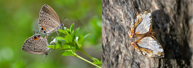 Chilades pandava (left) and Cyrestis thyodamas (right) are common and rare species in urban parks respectively.