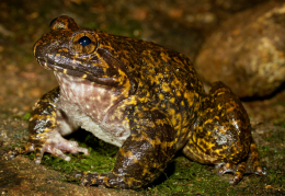 Giant spiny frog (Photo credit: Evan Pickett)