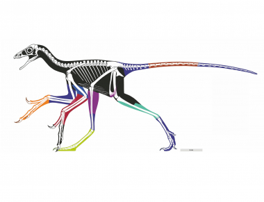 Anchiornis