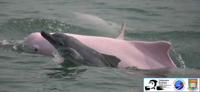 Chinese white dolphin - mother and calf (Photo by Stephen Chan, Cetacean Ecology Lab, SWIMS, HKU).