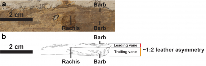 An asymmetrical tail feather from the troodontid Jianianhualong tengi DLXH 1218. (a) Photograph, and (b) line drawing of the fossil feather. Scale is 2cm. Credit: Xu, Currie, Pittman et al. 2017.