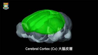 Cortex