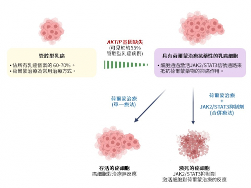 港大醫學院發現抑癌基因缺失令乳癌治療失效