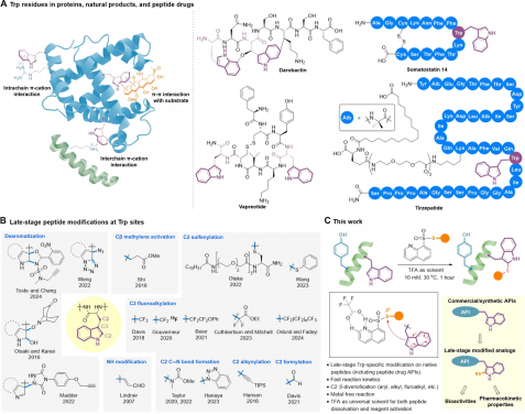 Figure 1. (a) Tryptophan residues in peptide drugs; (b) Late-stage tryptophan-selective S-diversification of native peptides developed in this research project. Image adapted from ‘Clickable tryptophan modification for late-stage diversification of native peptides', Science Advances 2024. DOI: 10.1126/sciadv.adp995.
 