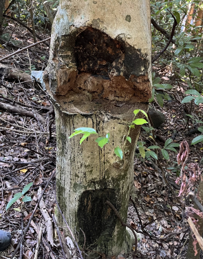 Another wounded Aquilaria sinensis.
Photo credit: Uva Fung