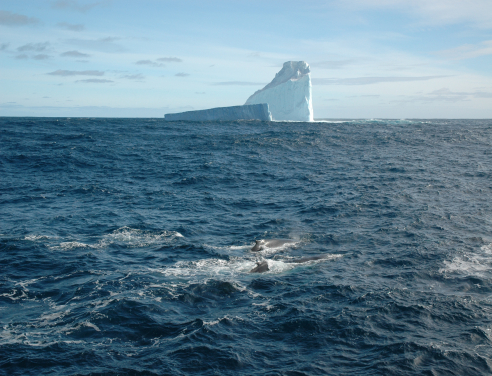 This photograph beautifully captures the majestic scenery of the Southern Ocean, a vital component of the global climate system and a hotspot for deep-sea biodiversity. Whales gracefully swimming through the frame serves as a powerful symbol of the rich and vibrant life that thrives in these waters.  Photo credit: Minoru Ikehara.
 